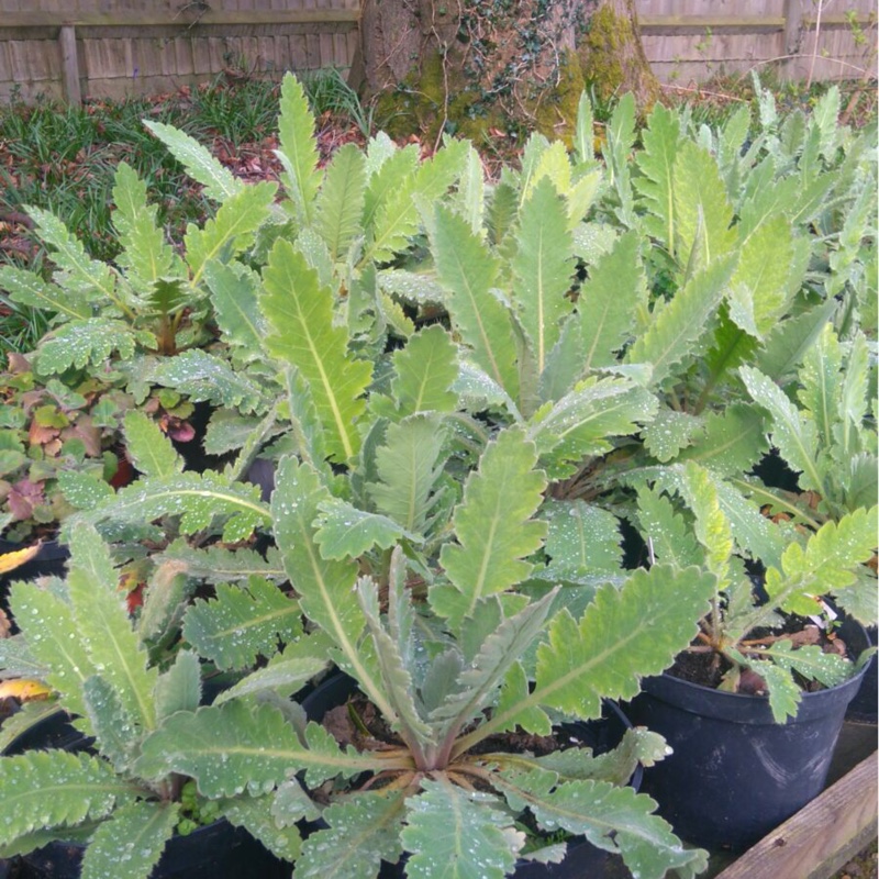 Meconopsis Napaulensis in the GardenTags plant encyclopedia Nepal Poppy in the GardenTags plant encyclopedia