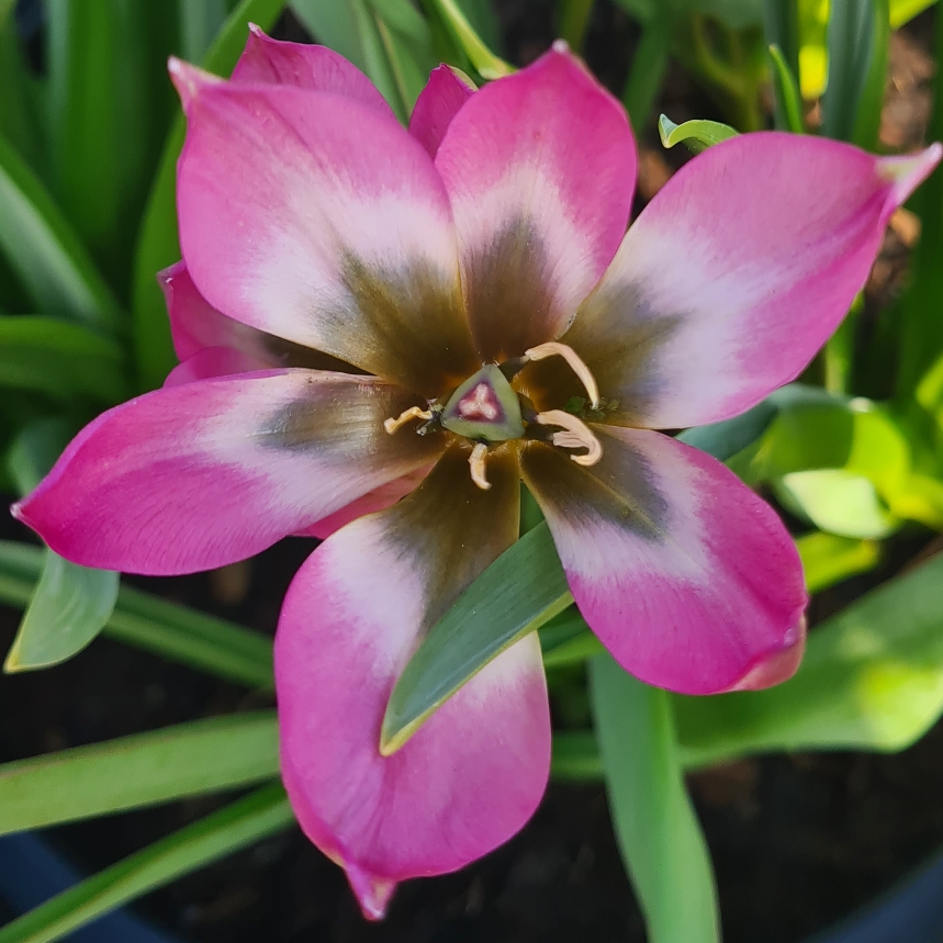 Tulipa Norah syn. Tulipa humilis Norah in the GardenTags plant encyclopedia Tulip (Species) Low-growing Tulip Norah in the GardenTags plant encyclopedia