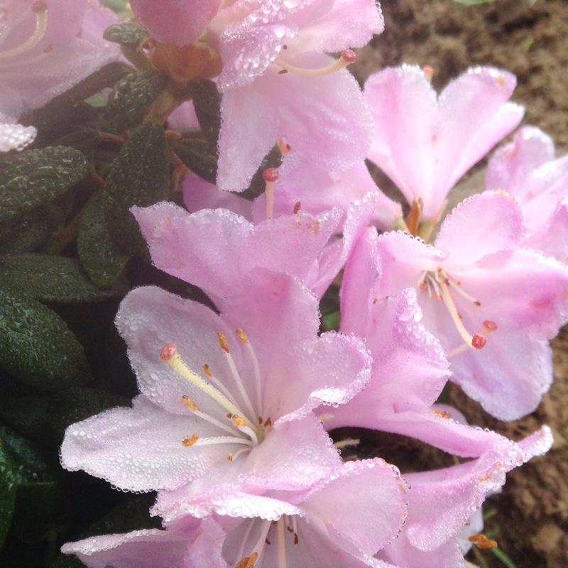 Rhododendron Kermesinum Rose in the GardenTags plant encyclopedia Azalea Kermesinum Rose in the GardenTags plant encyclopedia