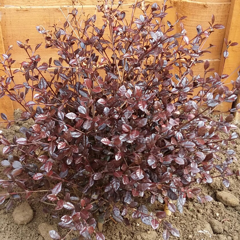 Lophomyrtus x ralphii Magic Dragon in the GardenTags plant encyclopedia New Zealand Myrtle Magic Dragon in the GardenTags plant encyclopedia