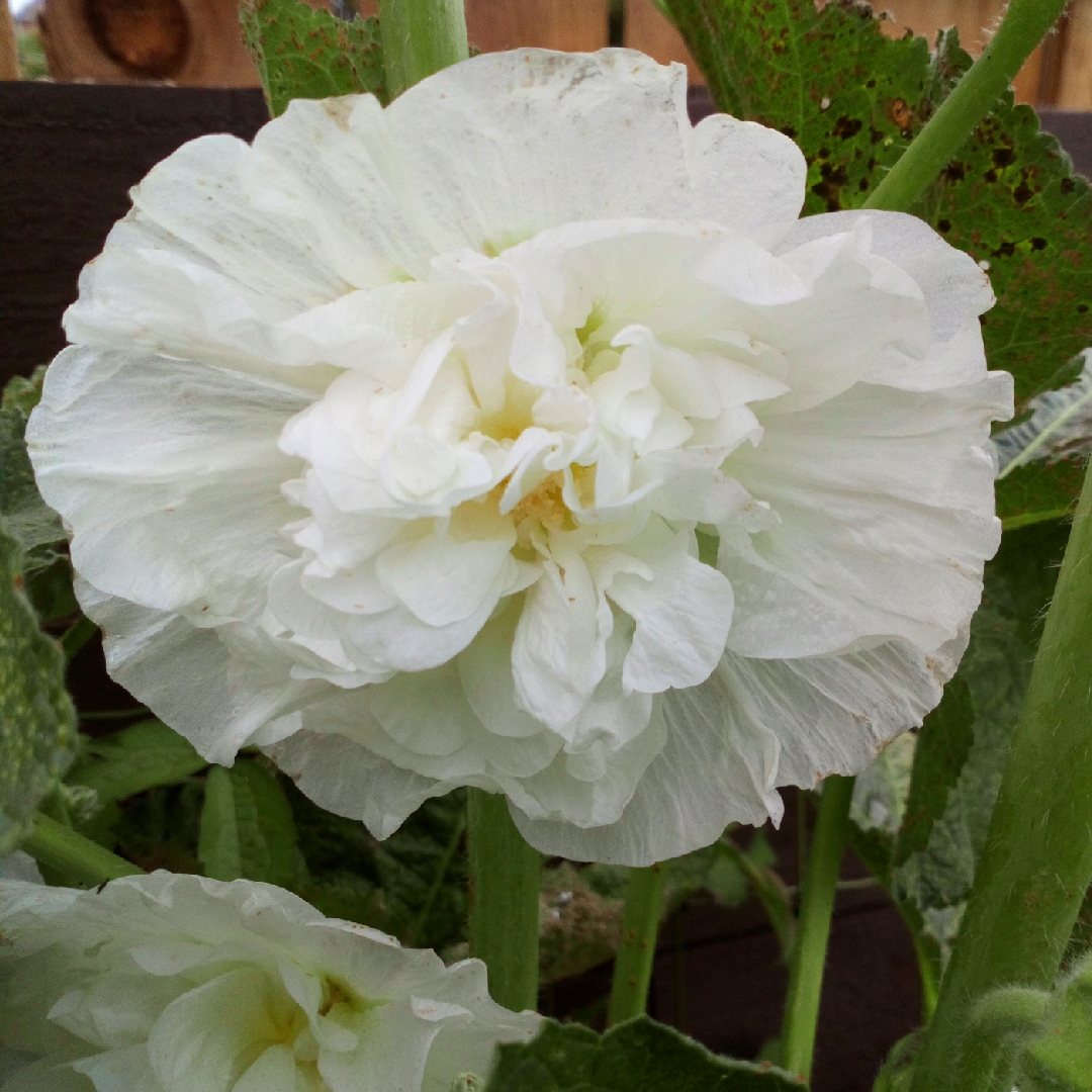 Alcea rosea Chaters Double Group Icicle in the GardenTags plant encyclopedia Hollyhock Chaters Double Group Icicle in the GardenTags plant encyclopedia