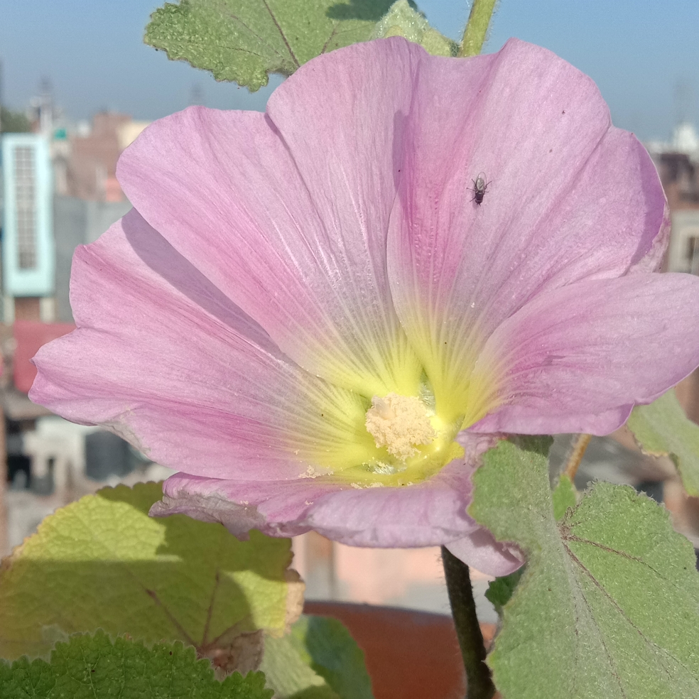 Alcea ficifolia Antwerp Mix in the GardenTags plant encyclopedia Antwerp Hollyhock Antwerp Mix in the GardenTags plant encyclopedia