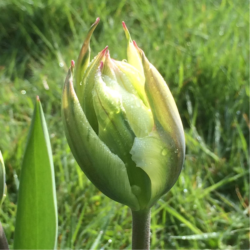 Tulipa Exotic Emperor in the GardenTags plant encyclopedia Tulip Exotic Emperor (Fosteriana) in the GardenTags plant encyclopedia