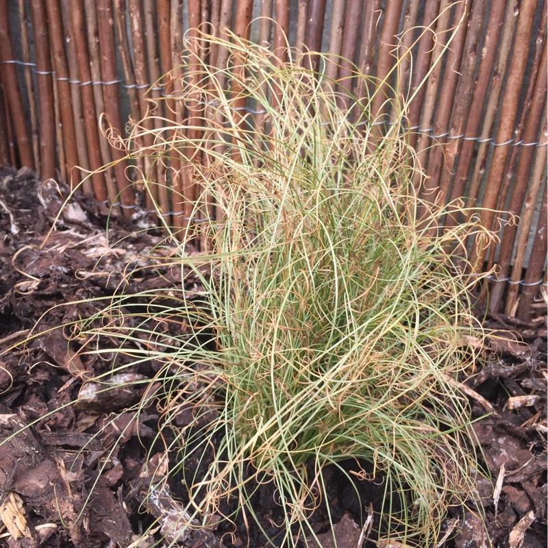 Carex comans Amazon Mist in the GardenTags plant encyclopedia Carex Amazon Mist in the GardenTags plant encyclopedia