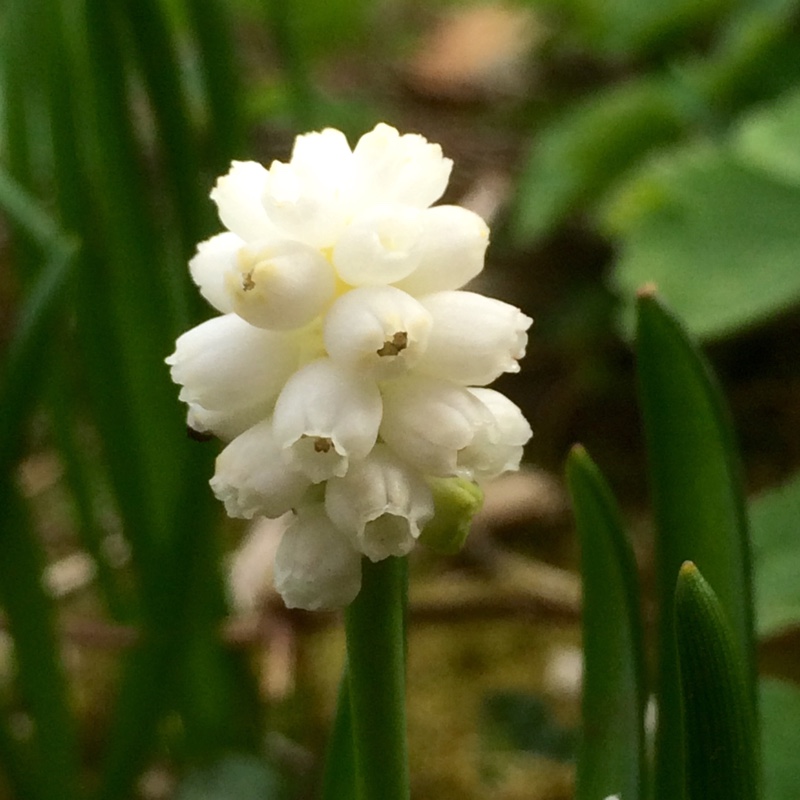 Muscari aucheri White Magic in the GardenTags plant encyclopedia Grape Hyacinth White Magic in the GardenTags plant encyclopedia