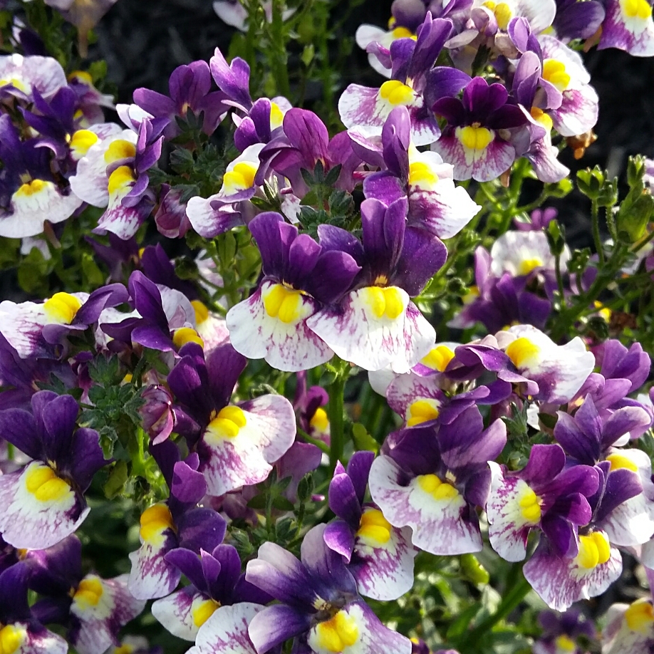 Nemesia Berries And Cream in the GardenTags plant encyclopedia Nemesia Berries and Cream in the GardenTags plant encyclopedia