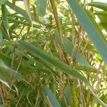Fargesia Robusta in the GardenTags plant encyclopedia Umbrella Bamboo in the GardenTags plant encyclopedia