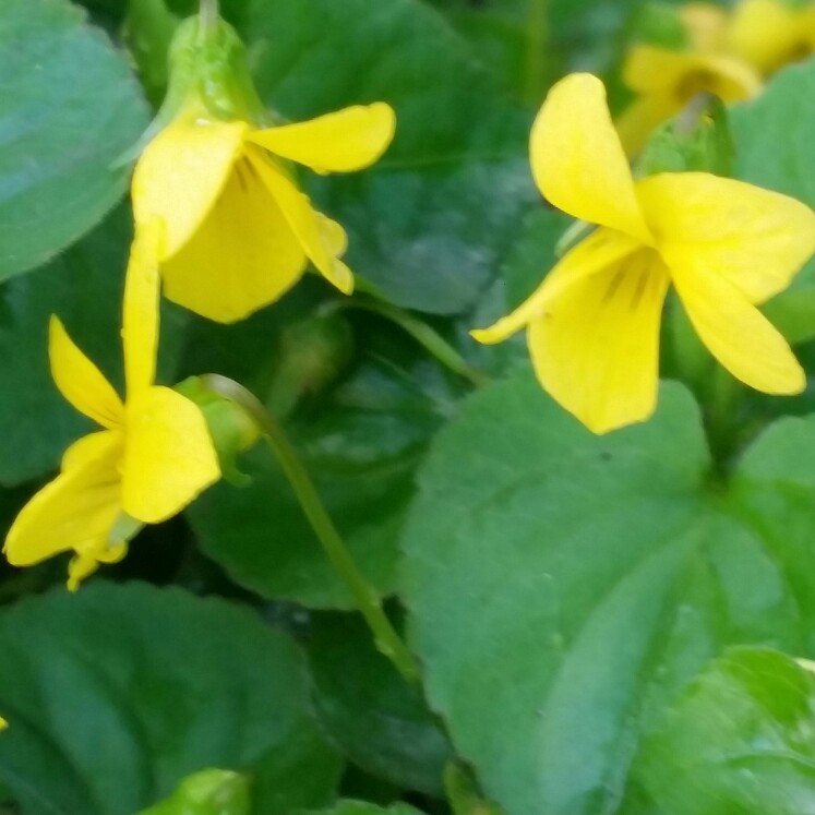 Viola pubescens eriocarpa in the GardenTags plant encyclopedia Wild Yellow Violet in the GardenTags plant encyclopedia