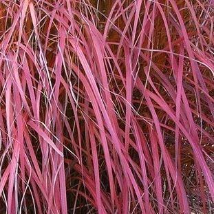 Miscanthus sinensis Roterpfeil in the GardenTags plant encyclopedia Silver Grass Roterpfeil in the GardenTags plant encyclopedia