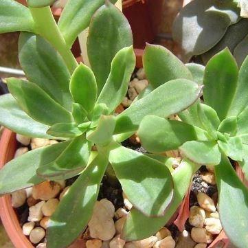 Echeveria Festival in the GardenTags plant encyclopedia Echeveria Festival in the GardenTags plant encyclopedia