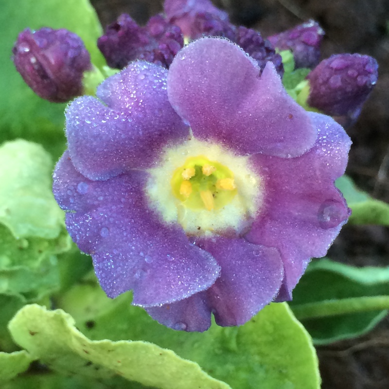 Primula auricula Goeblii in the GardenTags plant encyclopedia Auricula Goeblii in the GardenTags plant encyclopedia