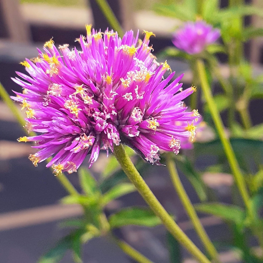 Gomphrena Pulchella in the GardenTags plant encyclopedia Globe Amaranth in the GardenTags plant encyclopedia