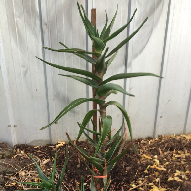Candelabra Aloe in the GardenTags plant encyclopedia