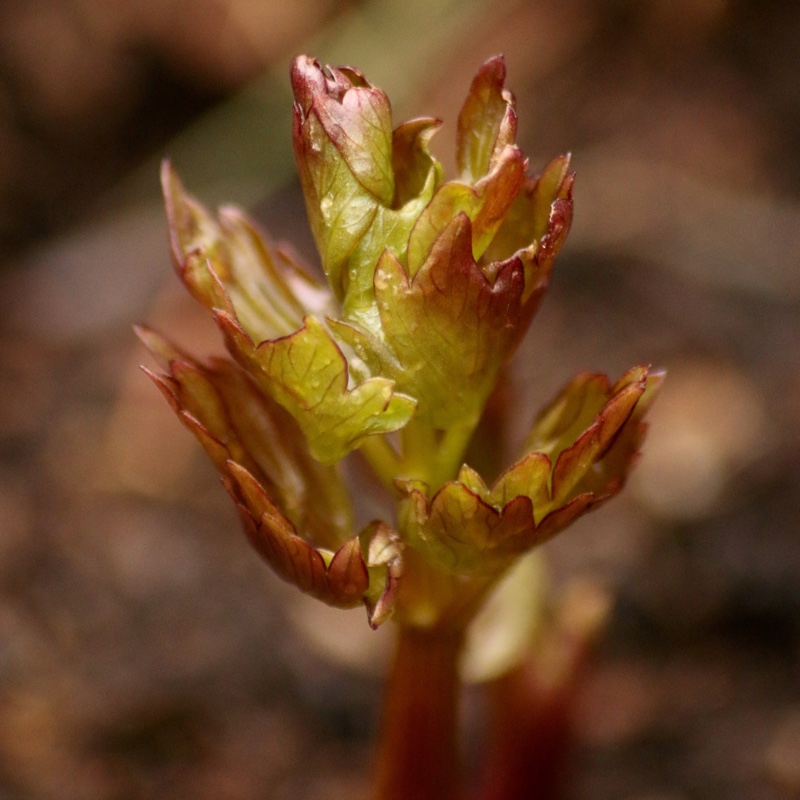 Levisticum officinale in the GardenTags plant encyclopedia Lovage in the GardenTags plant encyclopedia