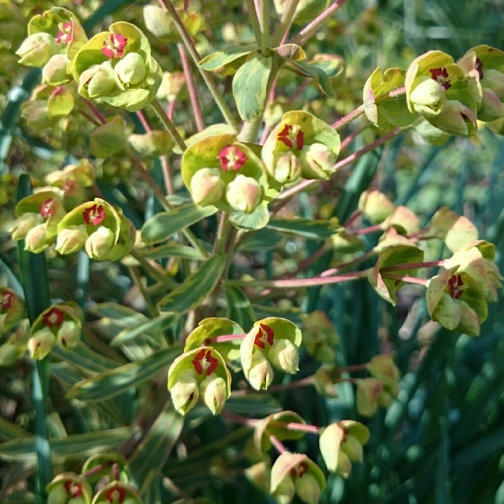 Martins Spurge Ascot Rainbow in the GardenTags plant encyclopedia