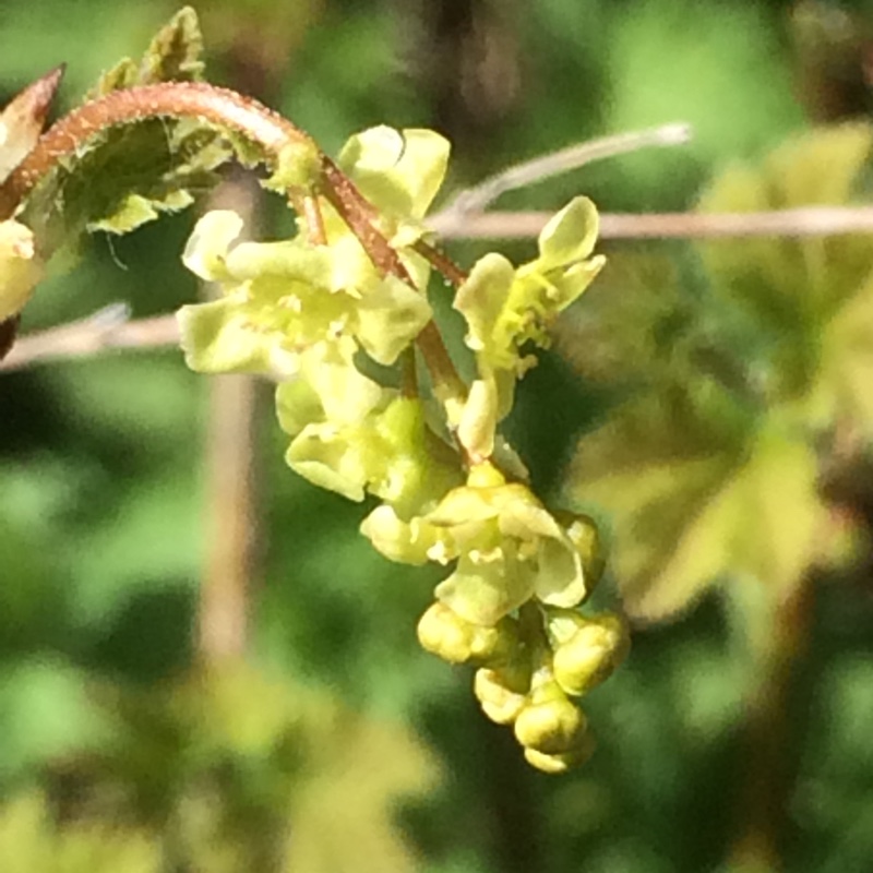 Ribes rubrum Versailles Blanche in the GardenTags plant encyclopedia Whitecurrant Versailles Blanche in the GardenTags plant encyclopedia
