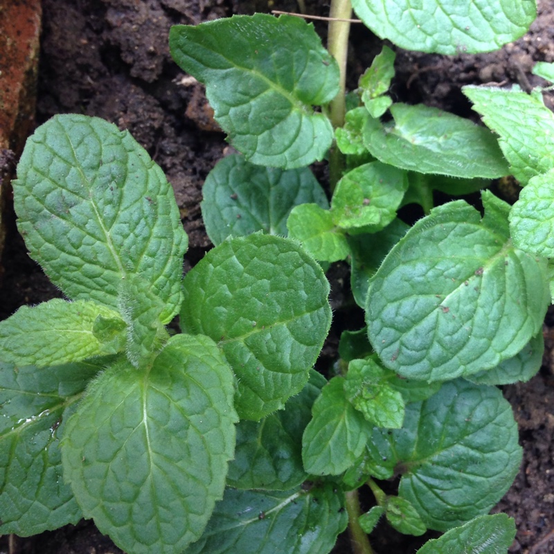 Mentha x piperita f. citrata Orange in the GardenTags plant encyclopedia Orange Mint in the GardenTags plant encyclopedia