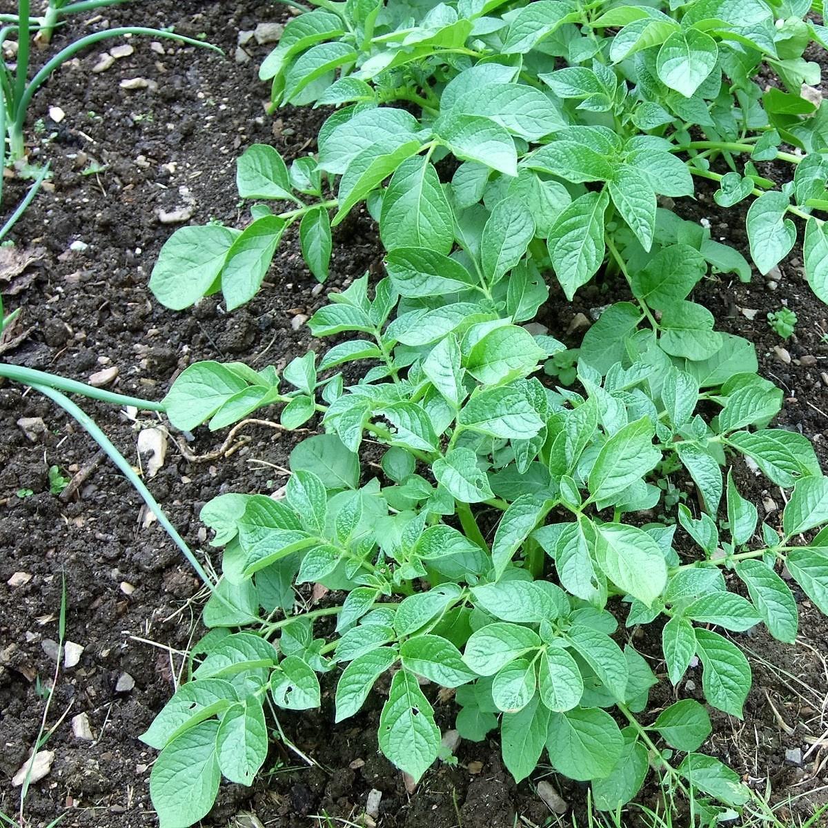 Solanum tuberosum Rocket in the GardenTags plant encyclopedia Potato Rocket in the GardenTags plant encyclopedia