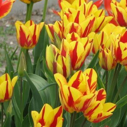 Tulipa Colour Spectacle in the GardenTags plant encyclopedia Tulip Colour Spectacle (Single Late) in the GardenTags plant encyclopedia