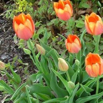Tulipa Orange Bouquet in the GardenTags plant encyclopedia Tulip Orange Bouquet (Triumph) in the GardenTags plant encyclopedia