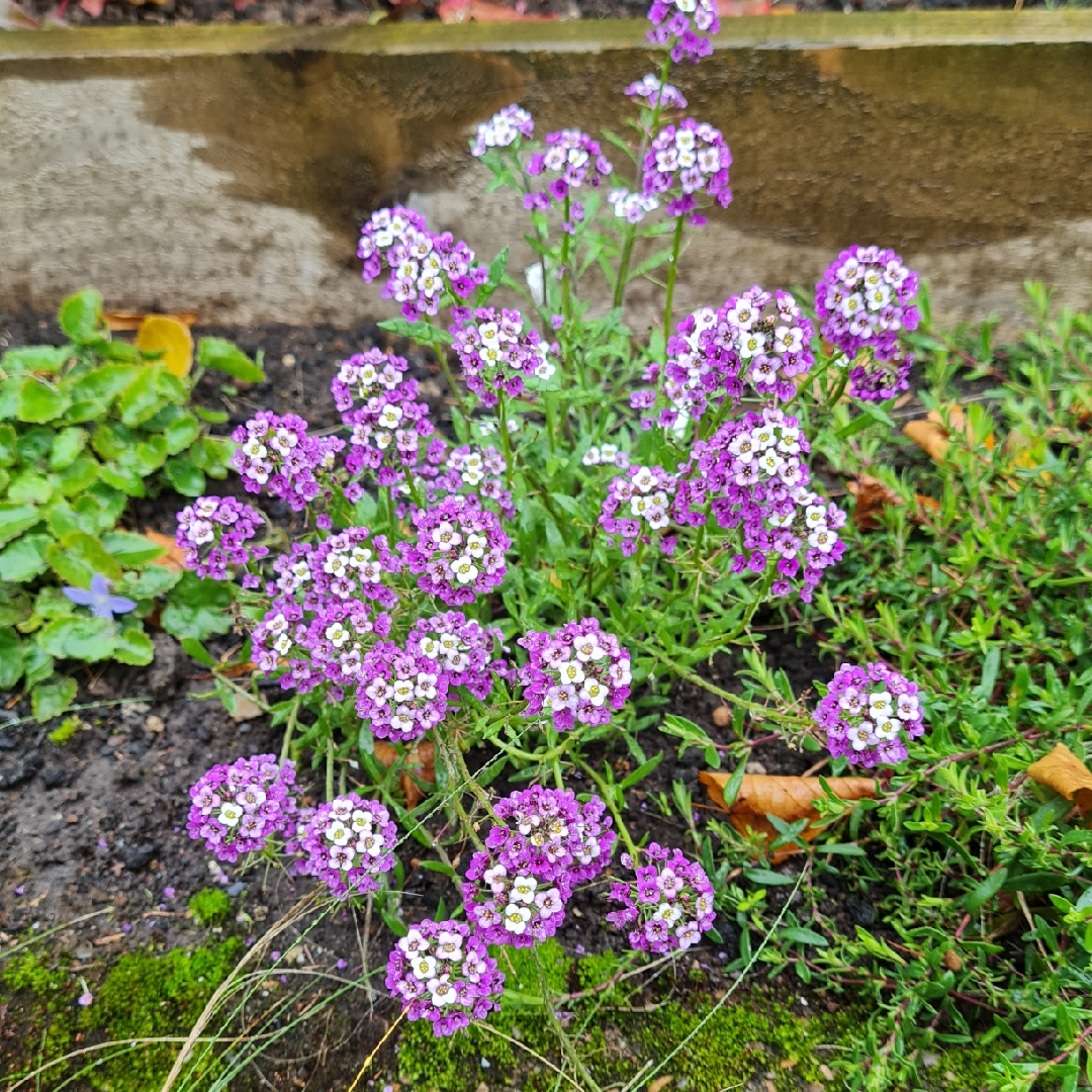 Lobularia maritima Violet Queen in the GardenTags plant encyclopedia Sweet Alyssum Violet Queen in the GardenTags plant encyclopedia