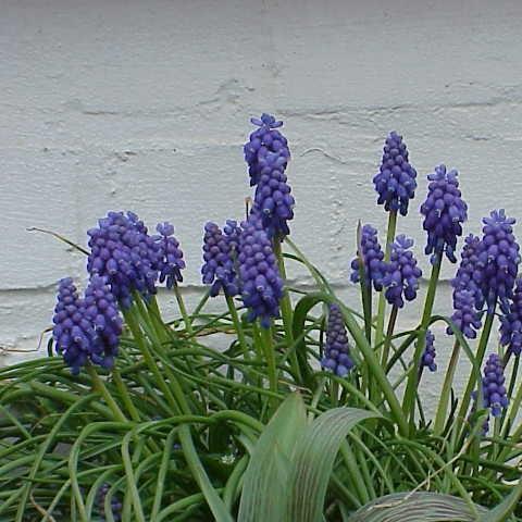 Muscari armeniacum in the GardenTags plant encyclopedia Grape Hyacinth (Species) Armenian Grape Hyacinth in the GardenTags plant encyclopedia