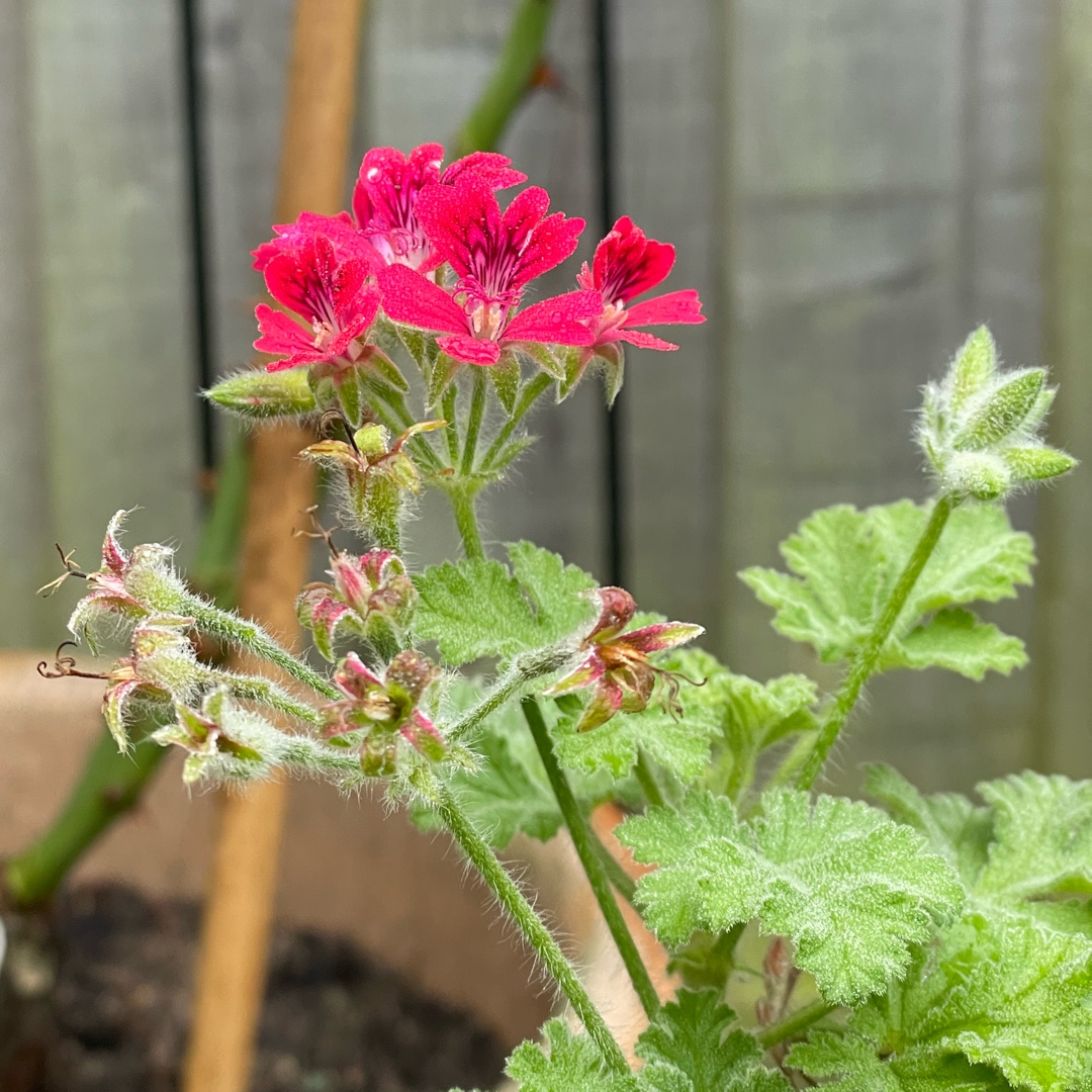 Pelargonium ‘Concolor Lace in the GardenTags plant encyclopedia Concolor Lace in the GardenTags plant encyclopedia