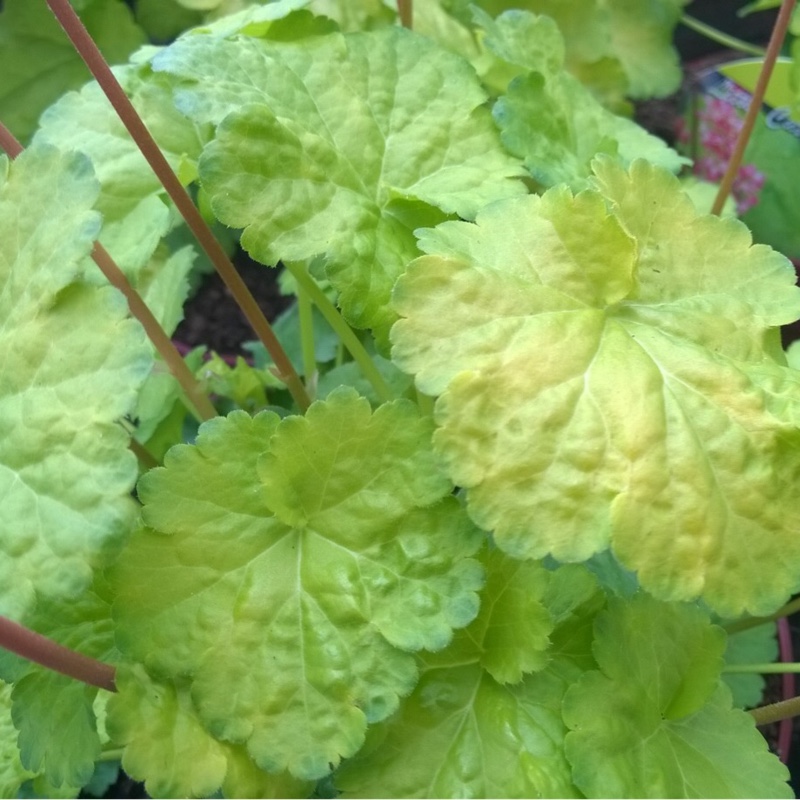 Heuchera Little Cutie Sweet Tart in the GardenTags plant encyclopedia Alumroot Little Cutie Sweet Tart in the GardenTags plant encyclopedia