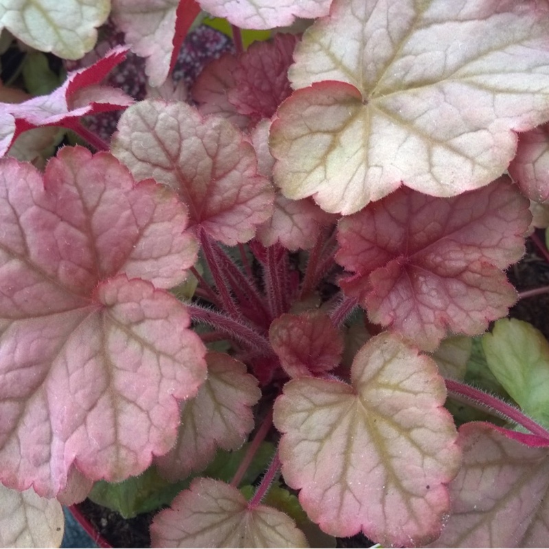 Heuchera Pinot Gris in the GardenTags plant encyclopedia Alumroot Pinot Gris in the GardenTags plant encyclopedia
