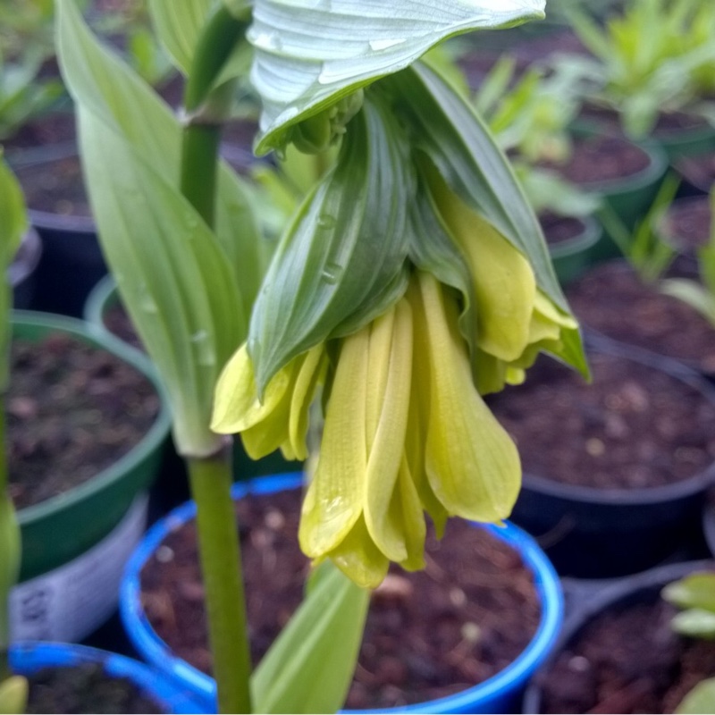 Disporum uniflorum syn. Disporum flavens ; Disporum sessile flavens in the GardenTags plant encyclopedia Yellow Fairy Bells in the GardenTags plant encyclopedia