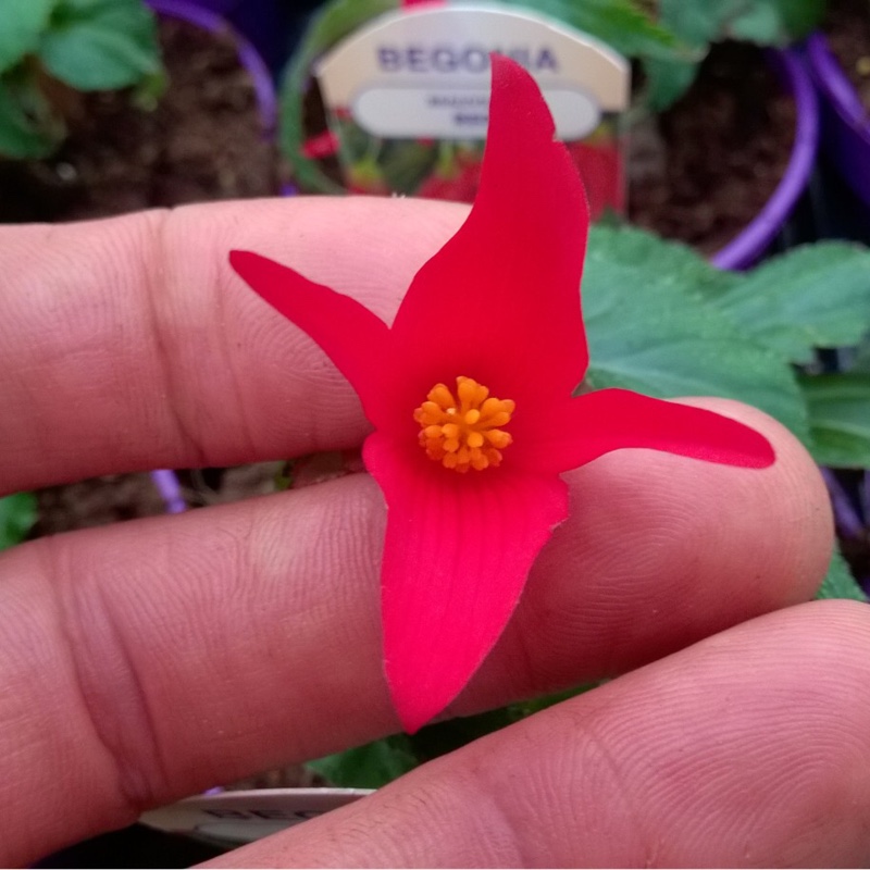 Begonia Beauvilia Red in the GardenTags plant encyclopedia Begonia Beauvilia Red in the GardenTags plant encyclopedia