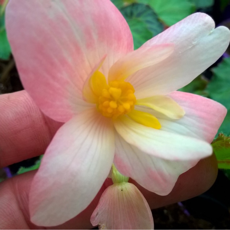 Begonia Angel Soft Orange (Waterfalls Series) in the GardenTags plant encyclopedia Tuberous Begonia Angel Soft Orange in the GardenTags plant encyclopedia