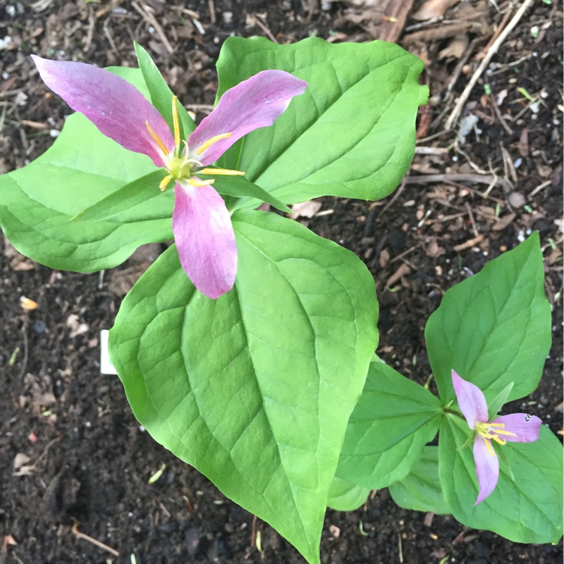 Trillium ovatum in the GardenTags plant encyclopedia Western Trillium in the GardenTags plant encyclopedia