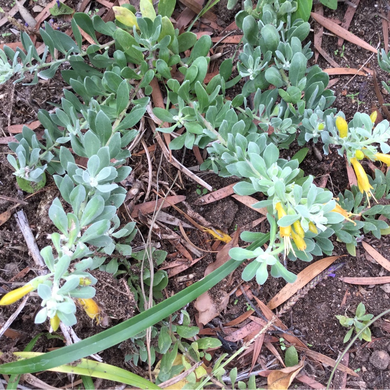 Eremophila in the GardenTags plant encyclopedia Emu Bush in the GardenTags plant encyclopedia