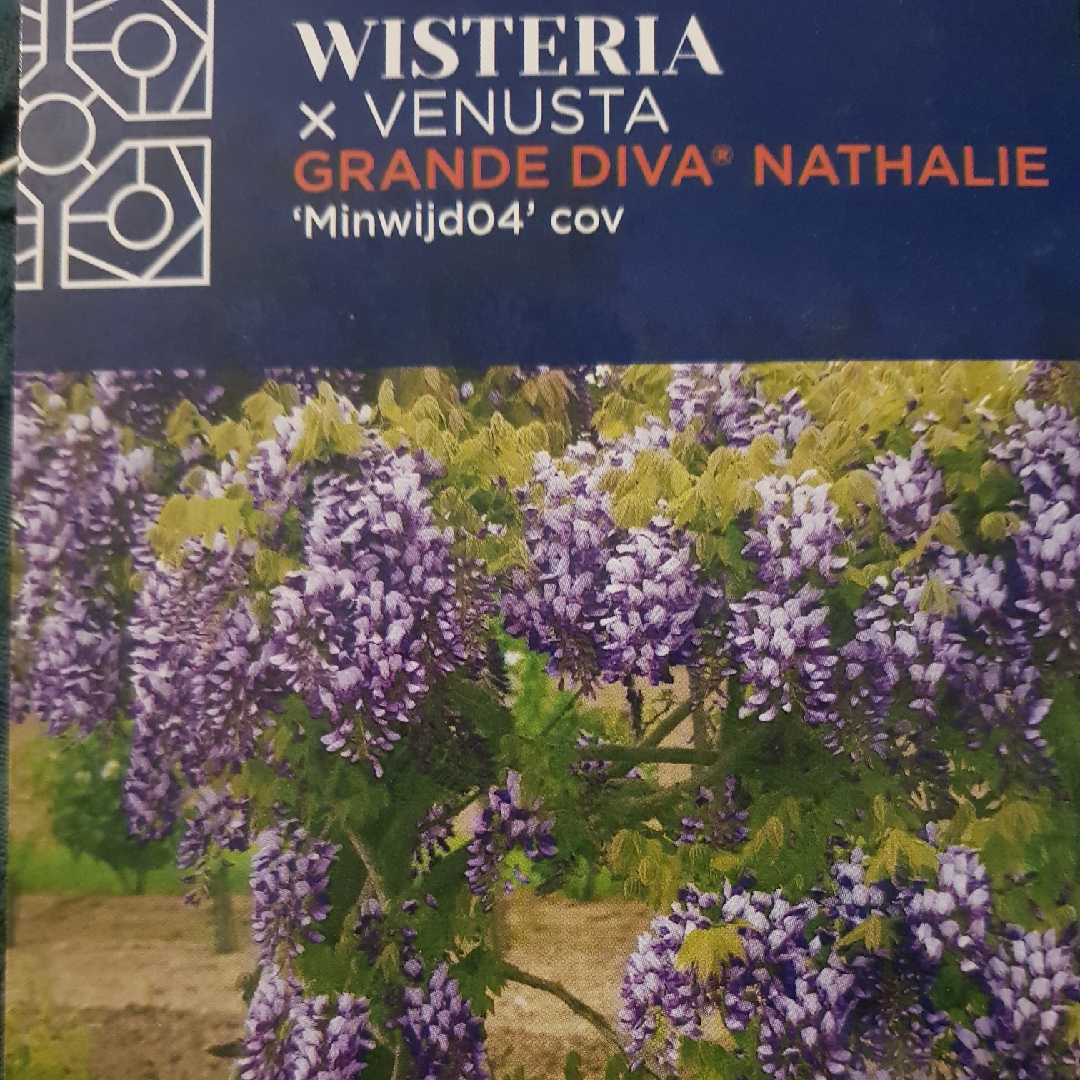 Wisteria Brachybatrys in the GardenTags plant encyclopedia Wisteria Venusta Grande Diva Nathalie in the GardenTags plant encyclopedia