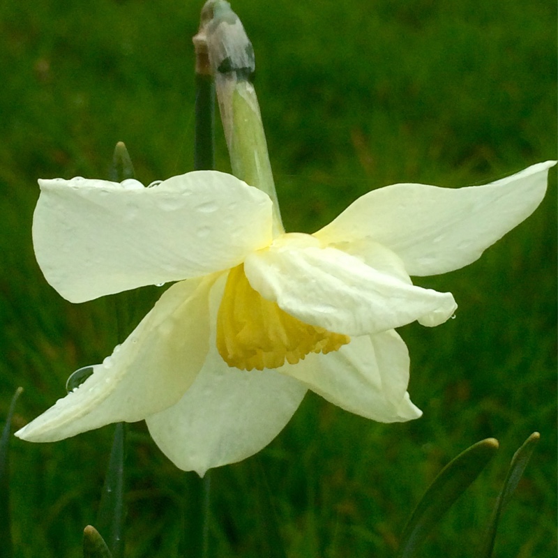Narcissus Queen of the North in the GardenTags plant encyclopedia Daffodil Queen of the North (Small-cupped) in the GardenTags plant encyclopedia