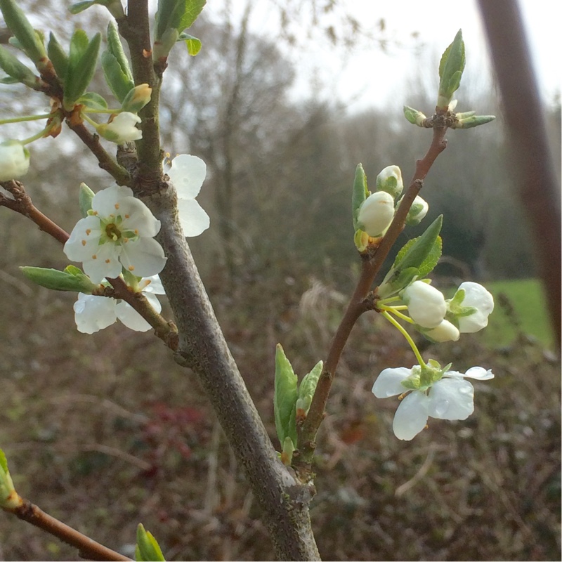Prunus cerasifera Gypsy in the GardenTags plant encyclopedia Cherry-plum Gypsy in the GardenTags plant encyclopedia