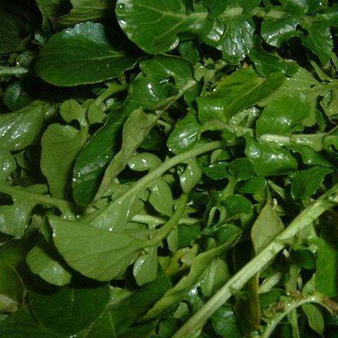 Onerow yellowcress in the GardenTags plant encyclopedia
