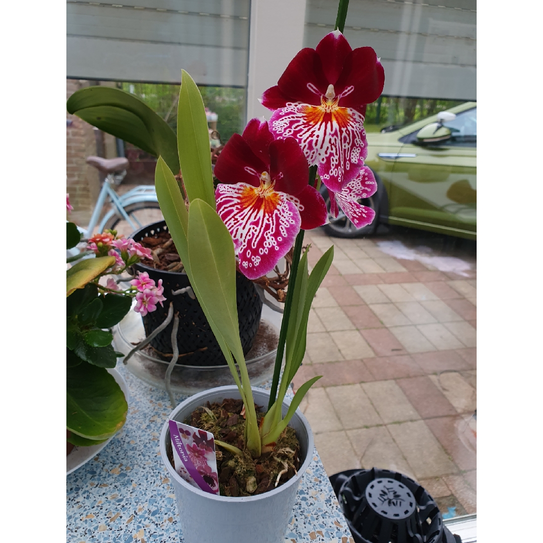 Miltoniopsis Pink Lady x Miltoniopsis Pearl Ono in the GardenTags plant encyclopedia Miltoniopsis Breathless Brilliant in the GardenTags plant encyclopedia