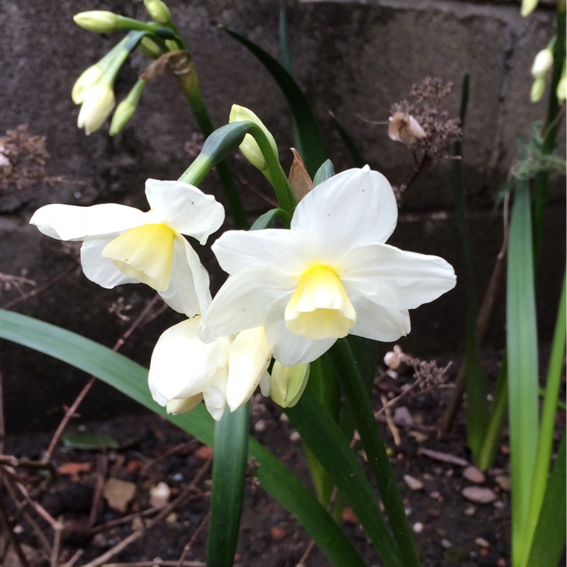 Narcissus Silver Chimes in the GardenTags plant encyclopedia Daffodil Silver Chimes (Tazetta) in the GardenTags plant encyclopedia
