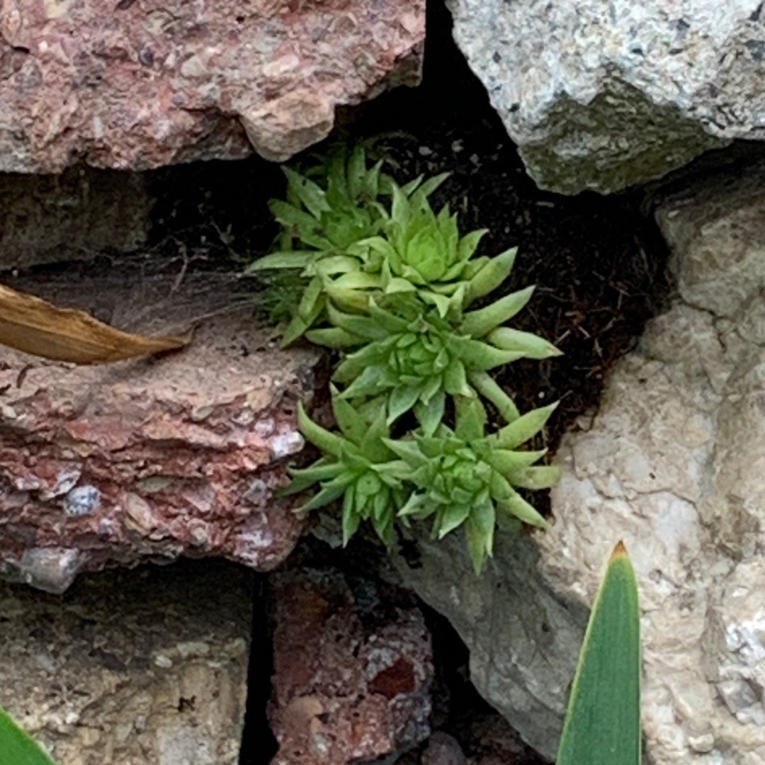 Sempervivum Hookeri in the GardenTags plant encyclopedia Sempervivum Hookeri in the GardenTags plant encyclopedia
