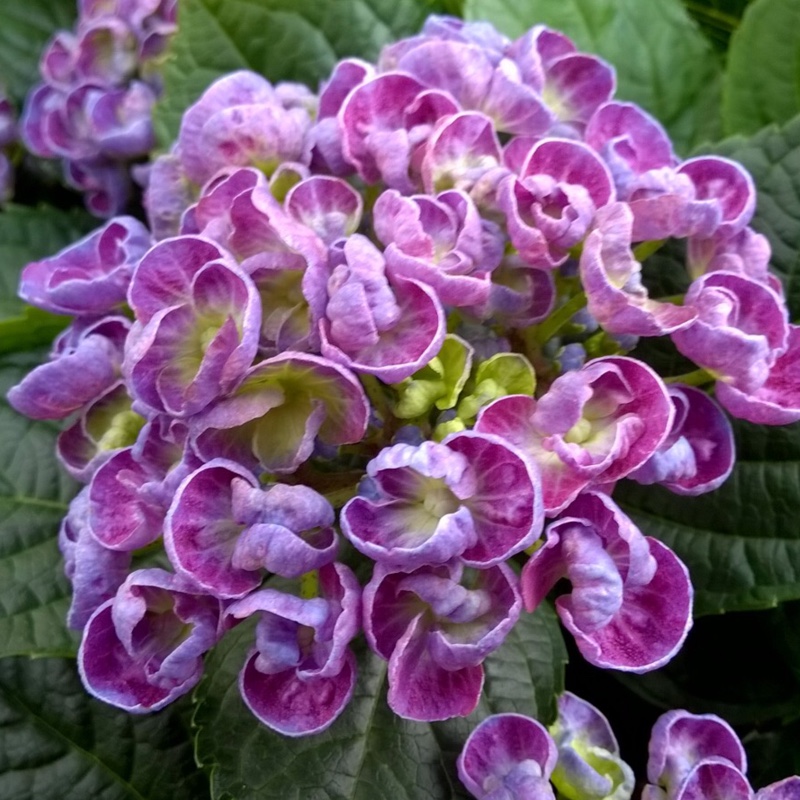 Hydrangea macrophylla Curly Wurly Blue in the GardenTags plant encyclopedia Hydrangea Curly Wurly Blue in the GardenTags plant encyclopedia