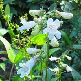 Nicotiana x sanderae White Bedder in the GardenTags plant encyclopedia White Bedder in the GardenTags plant encyclopedia