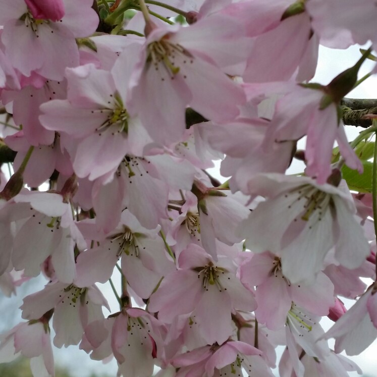 Prunus x yedoensis Pink Shell in the GardenTags plant encyclopedia Flowering Cherry Tree Pink Shell in the GardenTags plant encyclopedia
