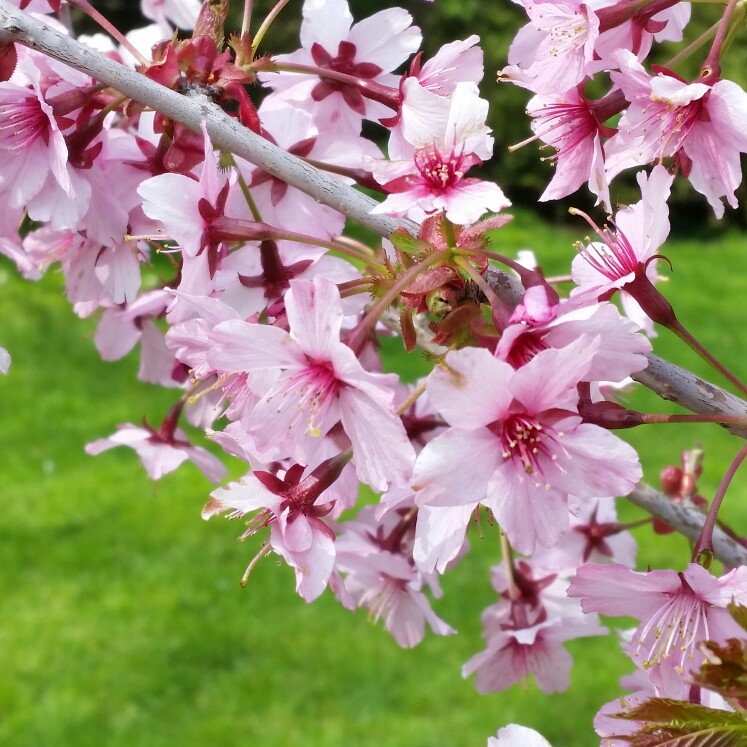 Prunus x hillieri Spire in the GardenTags plant encyclopedia Flowering Cherry Tree Spire in the GardenTags plant encyclopedia