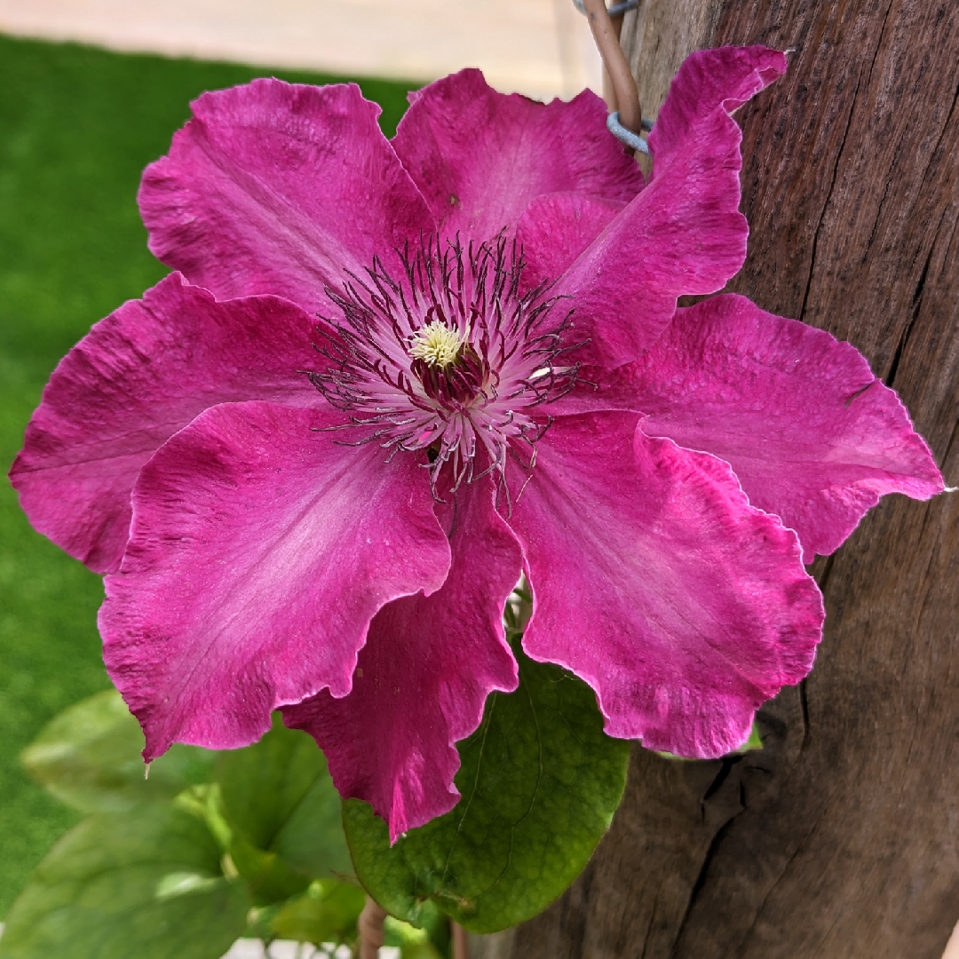 Clematis Daiyu (Pruning Group 3) in the GardenTags plant encyclopedia Clematis Daiyu in the GardenTags plant encyclopedia