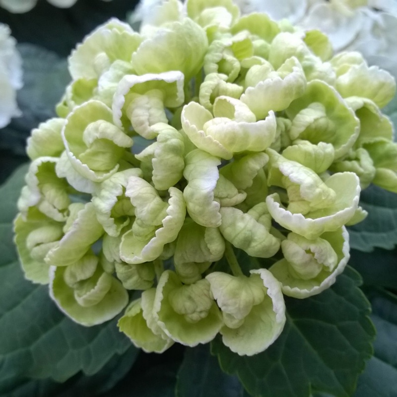 Hydrangea Curly Wurly White in the GardenTags plant encyclopedia