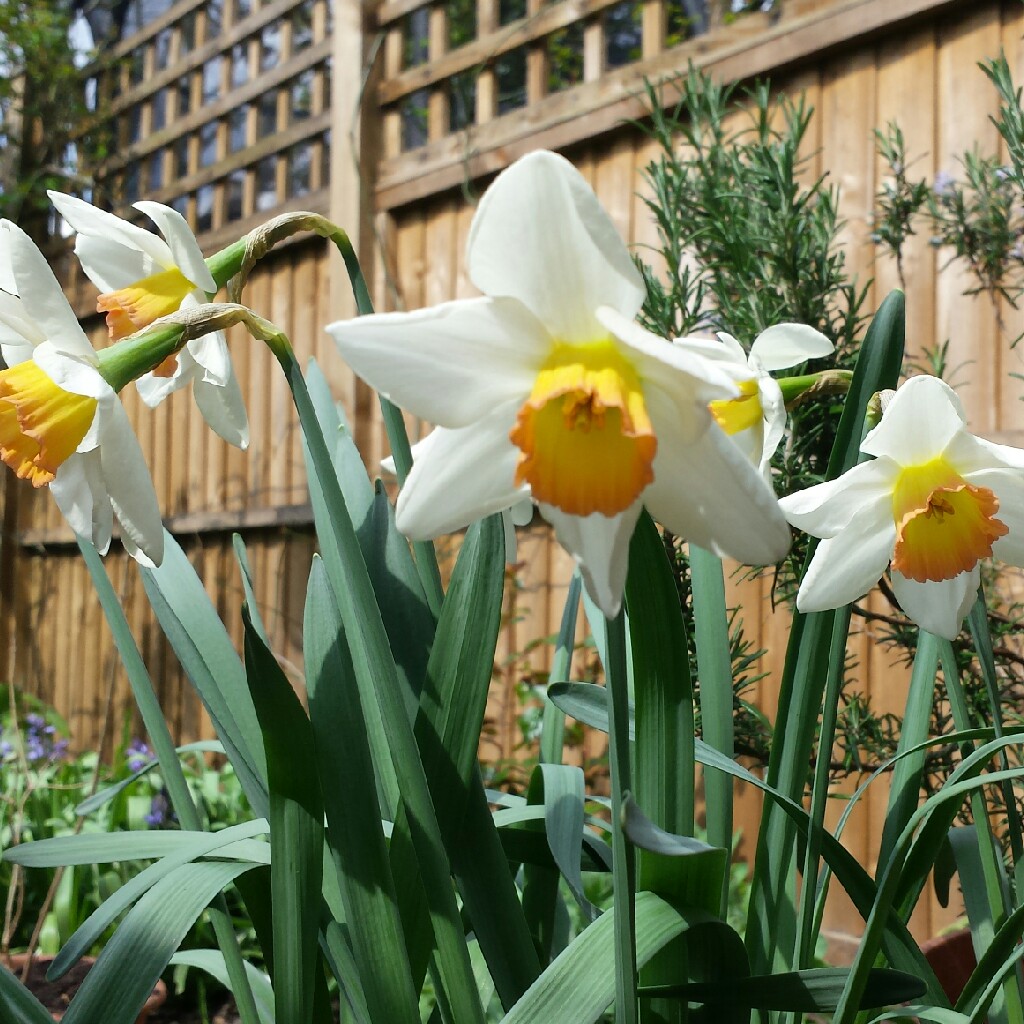 Narcissus High Society in the GardenTags plant encyclopedia Daffodil High Society (Large-cupped) in the GardenTags plant encyclopedia