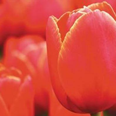 Tulip Verandi (Triumph) in the GardenTags plant encyclopedia