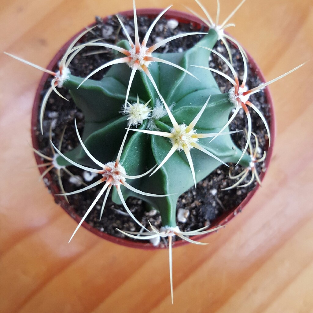 Barrel cactus in the GardenTags plant encyclopedia